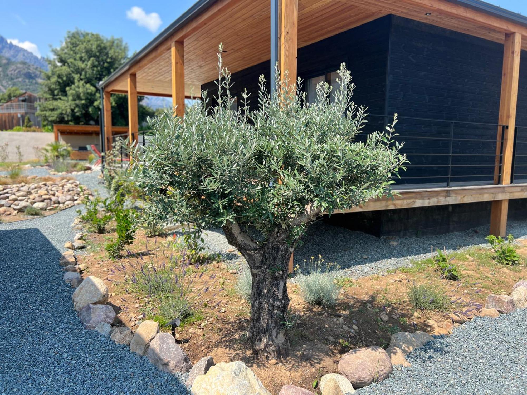 Villas Vallee D'Asco Moltifao Exterior photo